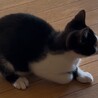 子猫ちゃんの里親様募集 サムネイル2