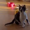子猫ちゃんの里親様募集 サムネイル3