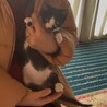 子猫ちゃんの里親様募集 サムネイル4