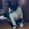 子猫ちゃんの里親様募集 サムネイル5