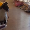 子猫ちゃんの里親様募集 サムネイル6