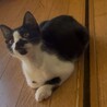 子猫ちゃんの里親様募集 サムネイル7
