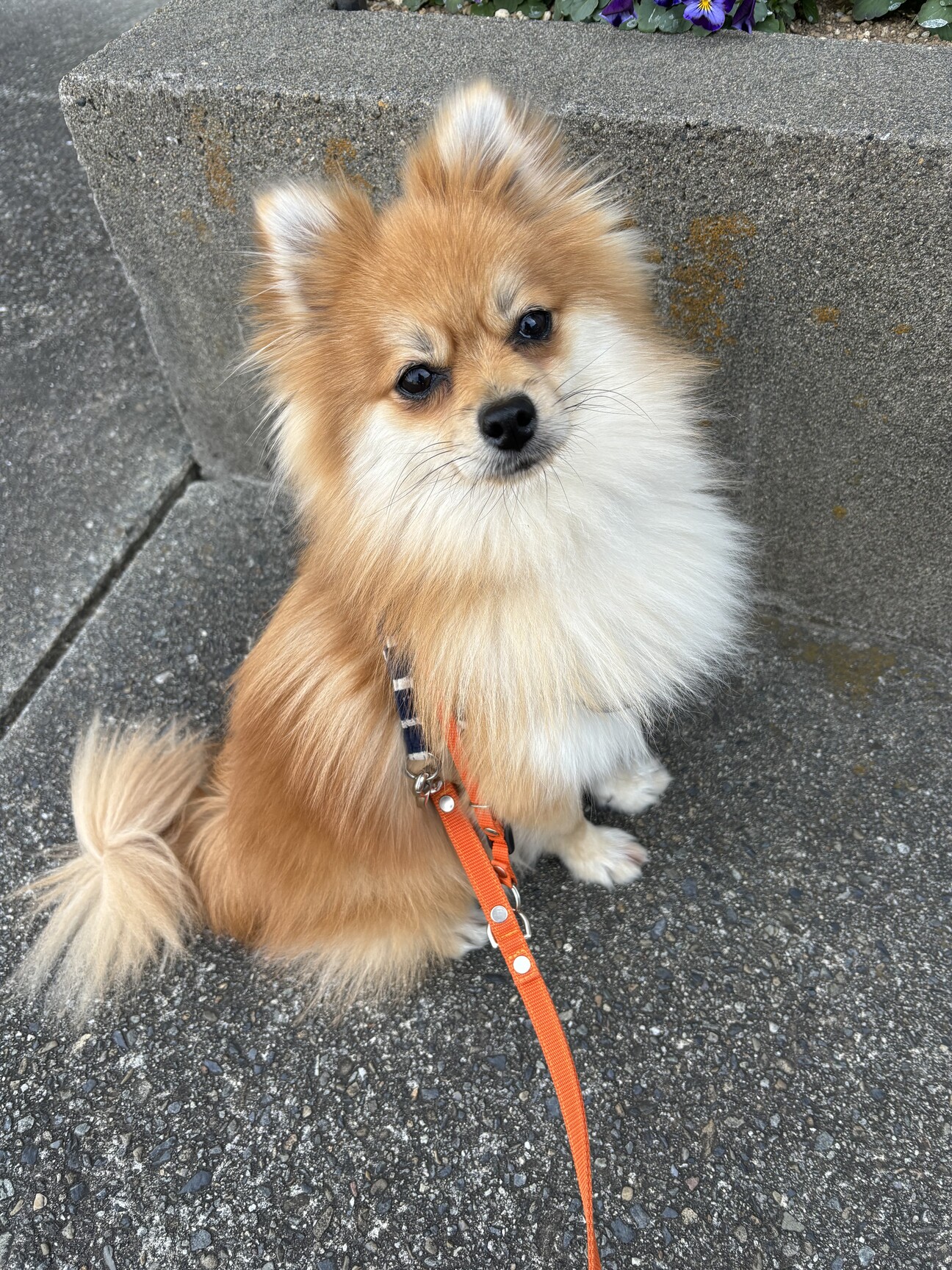 ポメ　★　犬 可愛い暴れん坊〜ポメチワ」埼玉県 - 犬の里親募集(500061) 1枚目の