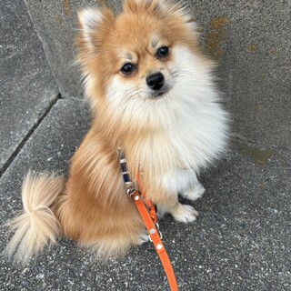 可愛い暴れん坊〜ポメチワのセイロンくん