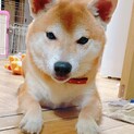 人も犬も大好きな柴犬（オス）5歳です！