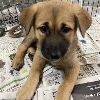 元気一杯愛らしい甘えん坊の子犬2ヵ月半