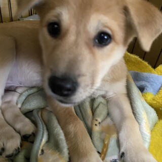 元気一杯愛らしい甘えん坊の子犬2ヵ月半