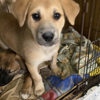 元気一杯愛らしい甘えん坊の子犬2ヵ月半