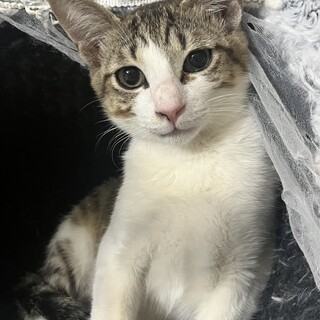 ありがとうございました★かわいい雉白　ジャンくん