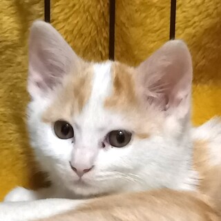 推定3か月　きれいな茶白の男の子♪ナデナデ大好き