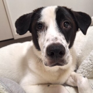 お散歩練習中の可愛い男子ノエル