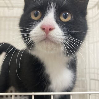 1/3里親会参加！ハチワ」京都府 - 猫の里親募集(508256) :: ペット