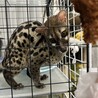 アカブチジェネット サムネイル2
