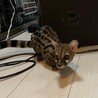アカブチジェネット サムネイル3