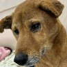 柴犬風　大人しいチヒロちゃん家族募集中です