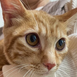 きれいな顔の茶トラの子猫　６か月