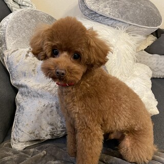 【里親決定】トイプードル ②