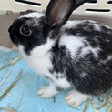 8/14生まれのうさぎくんです