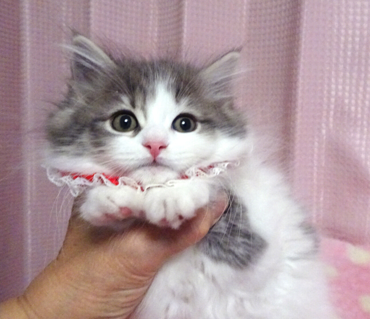 ノルウェージャン×サイベ」東京都 - 猫の里親募集(508277) 1枚目の