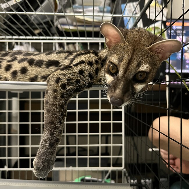 popopun32のカバー写真