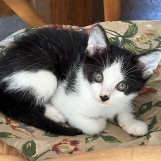 フワフワやんちゃな子猫ちゃん