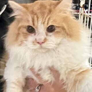 C24-M1241 短足可愛すぎ！！