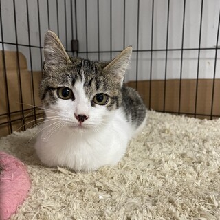 静かな子猫の里親募集！