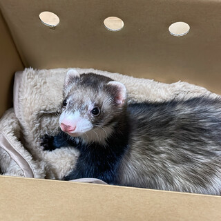 フェレットの里親を探しています。
