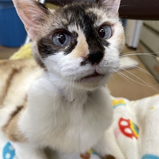 温厚なおばあちゃん猫