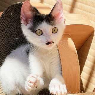 かわいい白ちゃん❣️