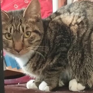 胸にエプロン　足にソックス履いたキジ君。抱っこ猫。