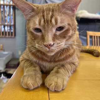 人馴れ抜群☆甘えん坊♡茶トラ男子