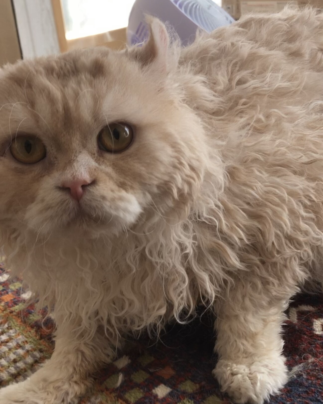 おうち決定〜くまちゃん」滋賀県 - 猫の里親募集(508298) :: ペットの