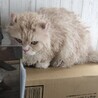おうち決定〜くまちゃん サムネイル2