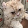 おうち決定〜くまちゃん サムネイル3