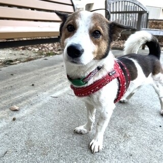 胴長短足の愛嬌者。フレンドリーな師走くん