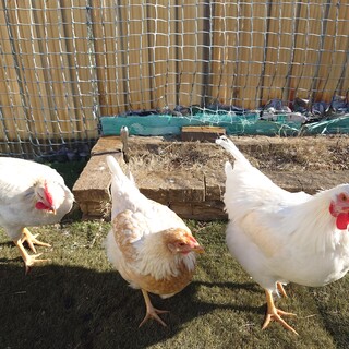 良縁ありがとうございました