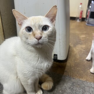 猫大好きロイくんの里親募集中