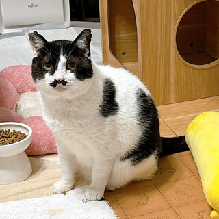 ちょび髭猫♂しげる約8歳