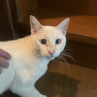 食いしん坊くまくんの里親募集中