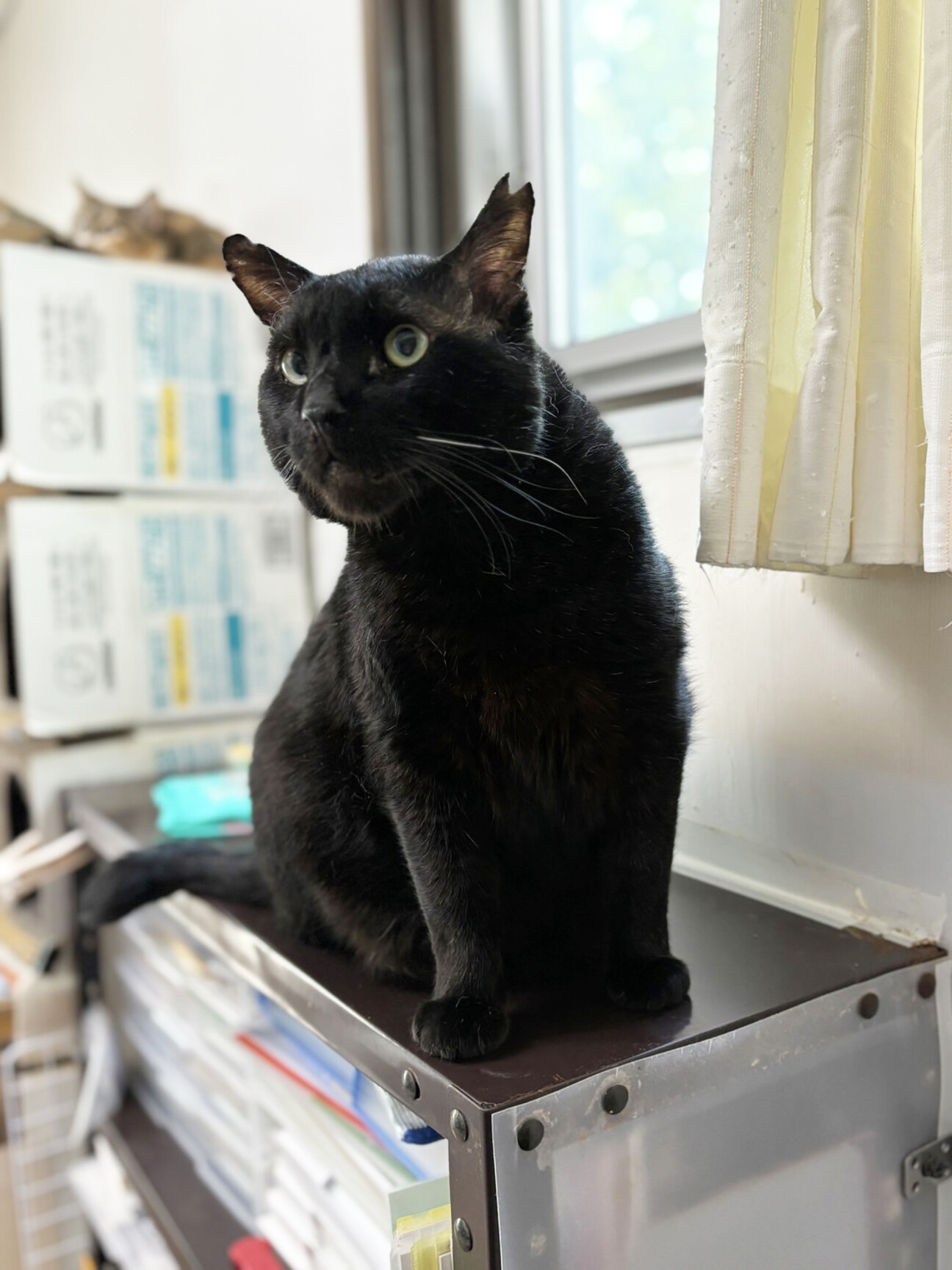 大きな黒猫♂ヨシキ約9歳」東京都 - 猫の里親募集(508310) :: ペットの