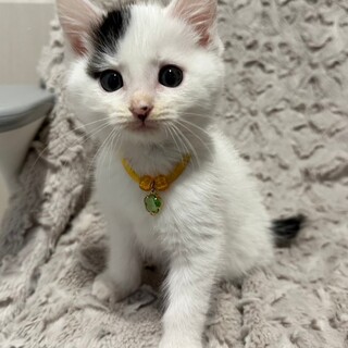 募集停止とっても甘えん坊⭐️コットン