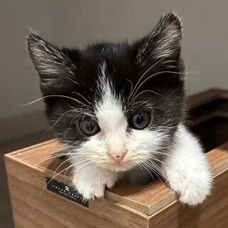 募集停止猫初心者さんにもおすすめ女子❤️キャンディ