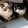 親子でいます サムネイル3