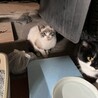 親子でいます サムネイル5