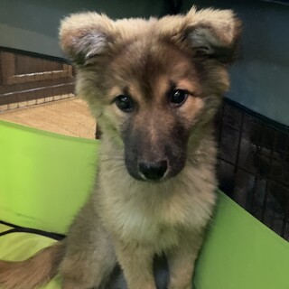 香川からレスキュー。可愛いケイトちゃん！