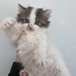 子猫ちゃん4匹の里親募集しております