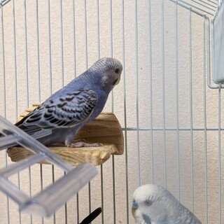 女の子のプーちゃんです