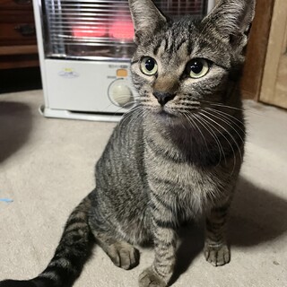 キジトラのラム 里親募集中です!