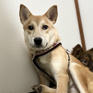 保健所からレスキュー！　お散歩大好きクルミちゃん！